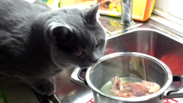 Британский кот Бостон готовит суп. смотреть онлайн
