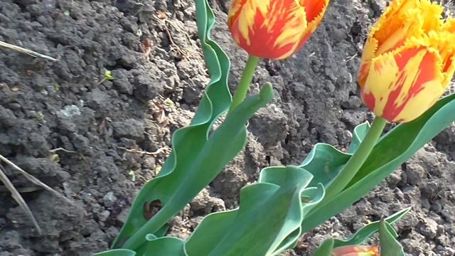 Мариуполь без прикрас.Весенние цветы Мариуполя. смотреть онлайн