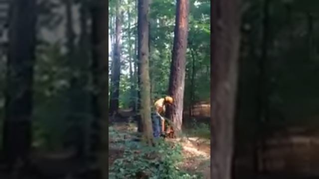 Work in the forest, HUSQVARNA 266 SG x Larix decidua смотреть онлайн