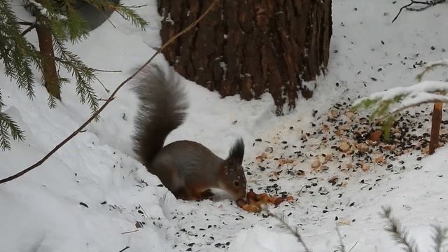 № 2011 10. 02. 2022 Сороки, сойка, дятлы, белка, снегири, синицы, пухляк, московка смотреть онлайн