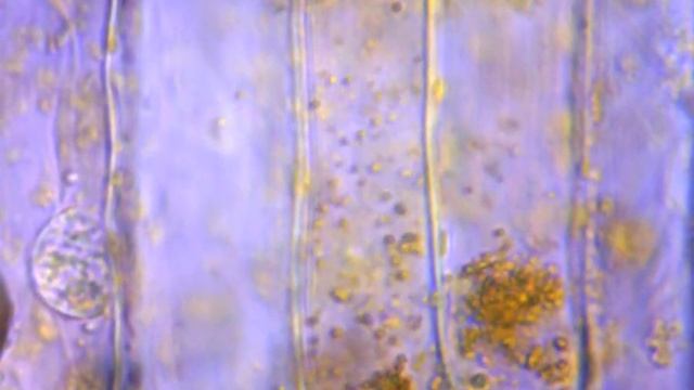 Цитоплазматический поток в Микромед Р1 смотреть онлайн