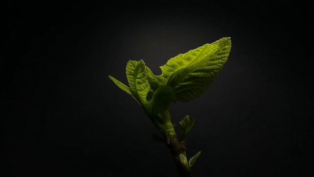 🌱 Fig tree time lapse - from bud to leaves in 14 days 🌱 смотреть онлайн