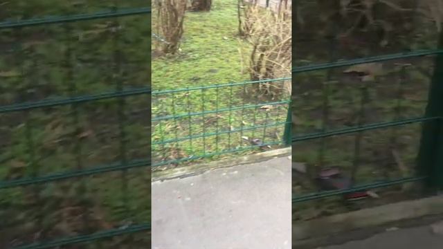 Шок! последствия новогодней ночи в Берлине. новогодняя Германия. новый 2020 год в Европе смотреть онлайн