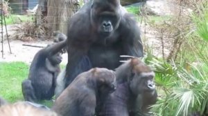 Gorillas mating at Artis zoo Amsterdam