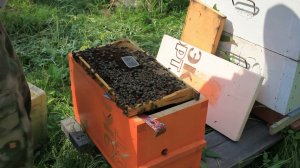 Как метить пчелиных маток