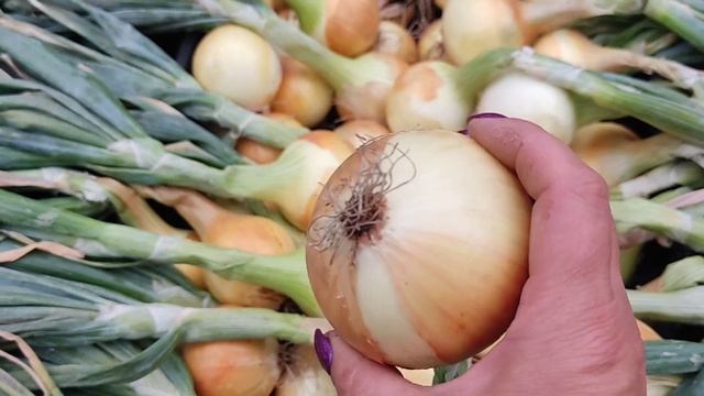 Убираю лук. Что делаю с луком и грядкой после после уборки. смотреть онлайн