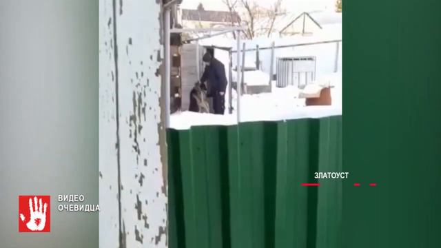 Полицейские выяснили, кто повесил собаку в Златоусте. Личность мужчины установлена смотреть онлайн