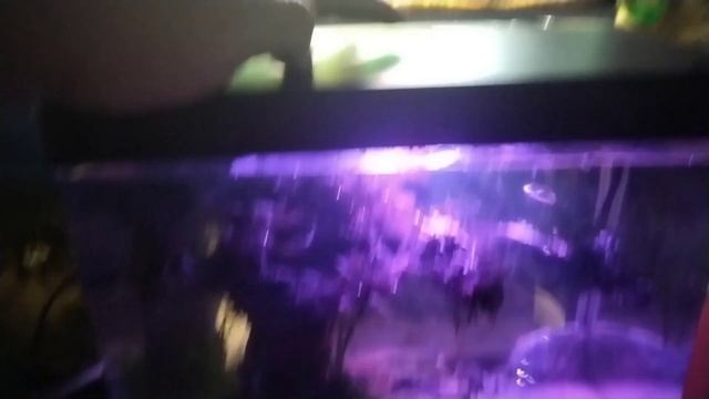 Бесшовный мини-аквариум 15 л. с креветками и рыбками смотреть онлайн