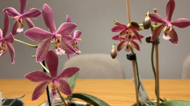 Phalaenopsis Bronze Maiden 同款兰花买了6棵，真爱无疑！ смотреть онлайн