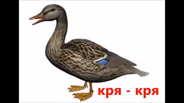 Животные .Как говорят животные. овца, корова, коза, поросенок , ослик. смотреть онлайн