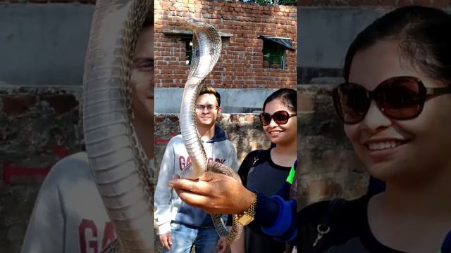 Snake bite #Snake #INDIA смотреть онлайн