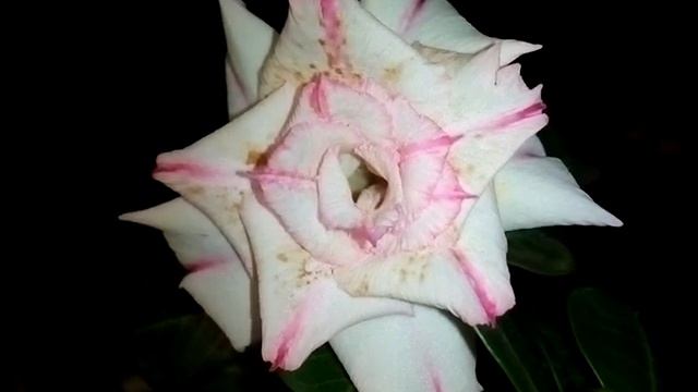 Дораскрылся трех-рядный цветок адениума смотреть онлайн