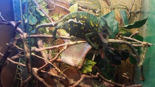 Реакция самки йеменского хамелеона. Обманчивый окрас. смотреть онлайн