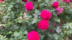 Английская Роза Tess of the d`Urbervilles  гибридизатора David Austin