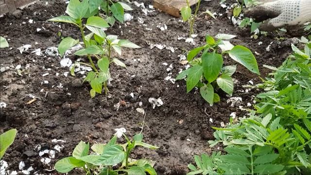 Как избавиться от слизней при помощи яичной скорлупы смотреть онлайн