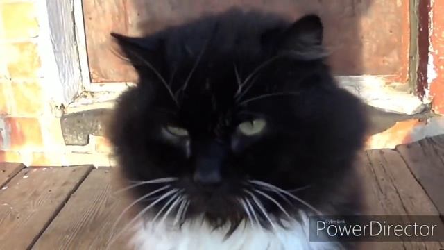 Звонок на дачу. Предновогоднее приглашение в горисполком. VLOG. Брест