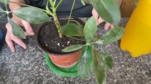 Укоренение черенков Шефлеры в воде, посадка в грунт.