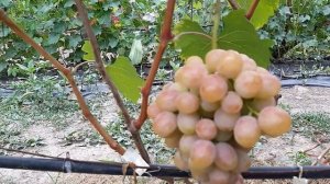 Виноград Гурман лакомка. 2020г.