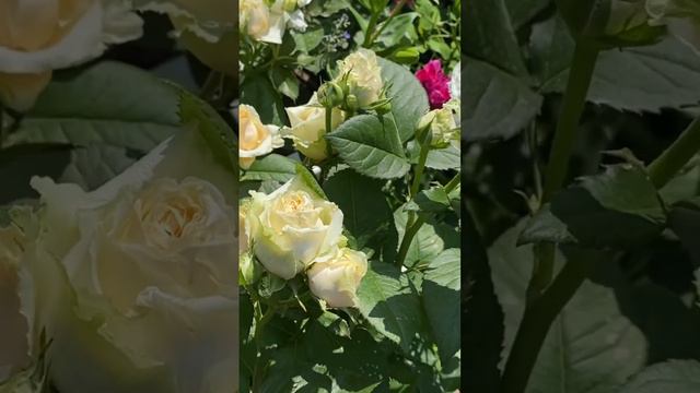 Пич Аваланж ✨✨✨ смотреть онлайн