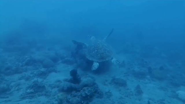 Open Water Training of Arvin Bayron смотреть онлайн