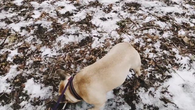 Французский бульдог Марсик на прогулке смотреть онлайн