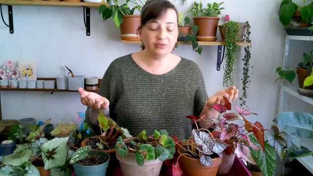 🌿BEGONIA REX : Mes conseils et Rempotage avec de la VERMICULITE | MA COLLECTION DE BÉGONIAS смотреть онлайн