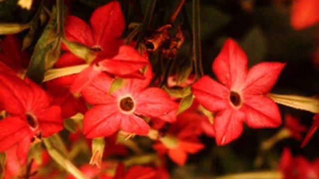Tabaco Planta divina de los indios Mitos plantas Berdonces смотреть онлайн