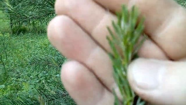 КАК КЕДР ОТЛИЧИТЬ ОТ СОСНЫ смотреть онлайн