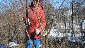 обрезка абрикоса в феврале