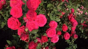 Первое цветение розы Ред Леонардо да Винчи! Питомник Тимофей.