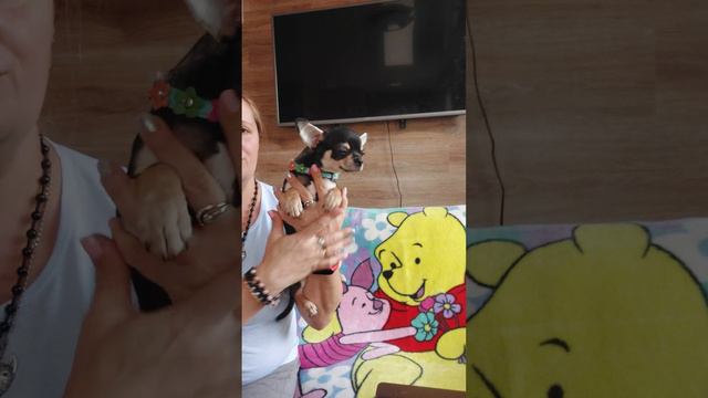 Гурзуф мальчик красавчик чихуахуа ПРОДАЖА питомник Кастропуло Крым 89787458062 доставка по миру