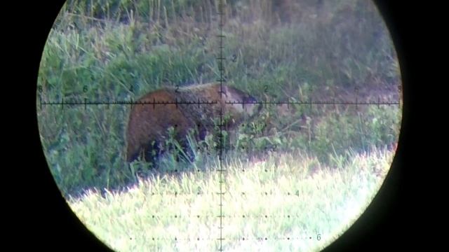 Woodchuck HEADSHOTS | Fx Impact HIGH POWER | Airgun Evolution смотреть онлайн