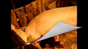 ✅Свинья перед опоросом ✨Опорос✨ Основные правила! ✨