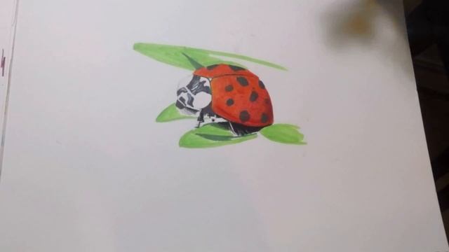 Realistic Lady Bug Drawing Using Prismacolor - Timelapse смотреть онлайн