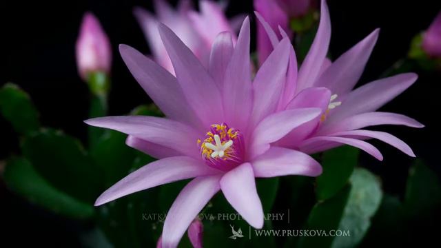 Rosas y Lilium смотреть онлайн
