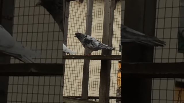 20.12.20 Старо породные голуби Салиха Яхъяева смотреть онлайн