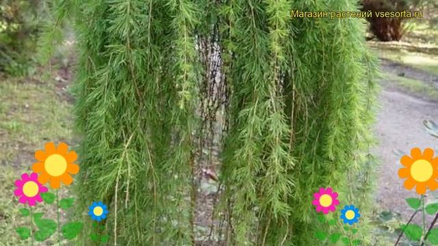 Лиственница европейская Пули. Краткий обзор, описание характеристик larix decidua Puli смотреть онлайн