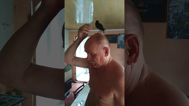 Наш дроздок смотреть онлайн