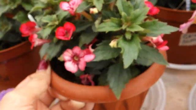 Ахименес Petite Marquise смотреть онлайн