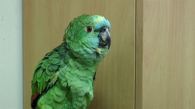 Поющая Сара смотреть онлайн