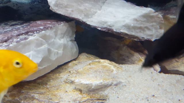 Укрытия из камней для цихлид своими руками .