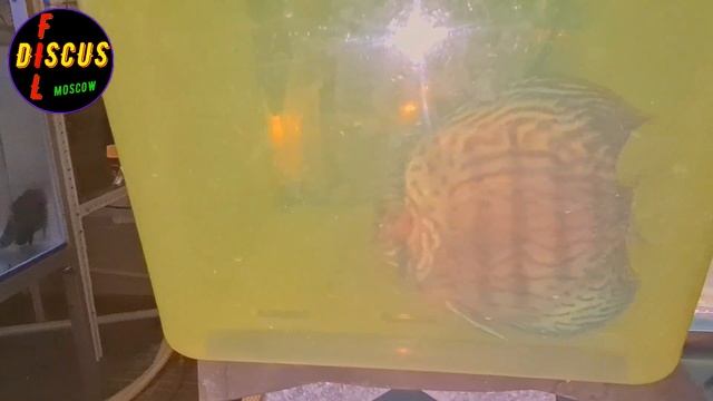 ДИСКУСЫ, Карантин профилактика лечение Часть№2 смотреть онлайн