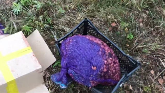 Посадочный материал чеснок смотреть онлайн