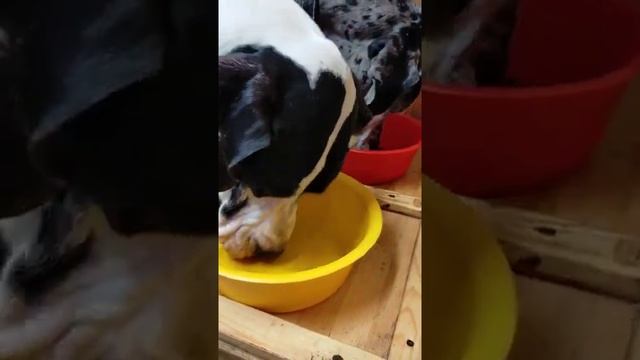 Как кормить собак .Ням-ням шоу . смотреть онлайн