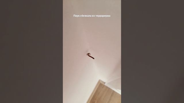 паук сбежал из террариума смотреть онлайн