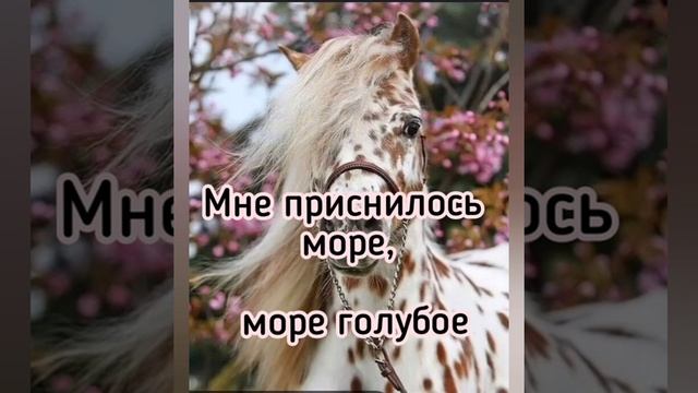 Романо караоке - голубые маки. смотреть онлайн