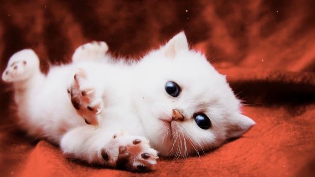 Кошки\ Всё что нужно знать о кошках