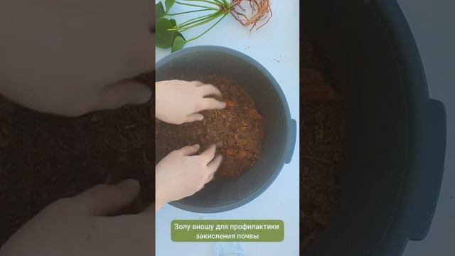 Простой способ сделать грунт для Антуриума смотреть онлайн