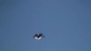 Голуби - вертуны в полёте (Бесчубые вертуны)