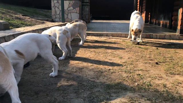 Как Мы Кормим Щенков/Питомник Грузинских Горных Собак смотреть онлайн